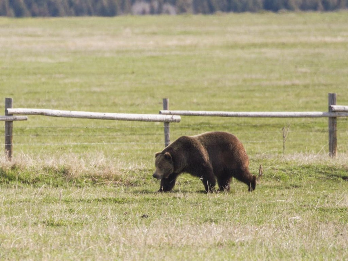 Bear walking across field